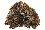 Radiating, Honey-Amber Calcite Crystal Cluster - China #112889-2